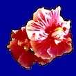 hib