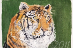 tiger2